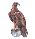 Watercolor eagle bird animal
