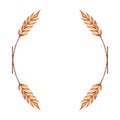 Watercolor ears of wheat frame border illustration isolated on white background. Template for decorating illustrations.