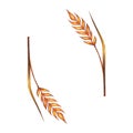 Watercolor ears of wheat frame border illustration isolated on white background. Template for decorating illustrations.