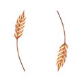 Watercolor ears of wheat frame border illustration isolated on white background. Template for decorating illustrations.