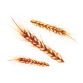 Watercolor ears of wheat. Hand painted illustration isolated on white background