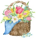 Watercolor Easter Basket With Pink And Yellow Tulips, Narcissuses And Forget-me-not Flowers. Hand Drawn Illustration