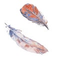 Watercolor easter bird feather set. Hand painted orange and blue feathers isolated on white background. Royalty Free Stock Photo
