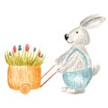 Watercolor Easter bunny with wheelbarrow full of flowers in gray and blue colors isolated on white background Royalty Free Stock Photo