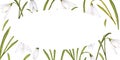 Watercolor easter illustration of bouquet of snowdrops, horizontal ellipse frame on white background