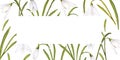 Watercolor easter illustration of bouquet of snowdrops, horizontal rectangular frame on white background