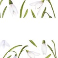 Watercolor easter illustration of bouquet of snowdrops, rectangular frame on white background