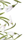 Watercolor easter illustration of bouquet of snowdrops, vertical card on white background