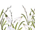 Watercolor easter illustration of bouquet of snowdrops, branches of pussy-willow, horizontal banner on white background