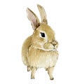 Watercolor Easter rabbit. Hand drawn clipart animal forest. Watercolor painting funny bunny