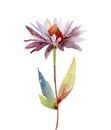 Watercolor echinacea purpurea flower on white background