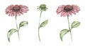 Watercolor Echinacea Wildflower illustration set, echinacea meadow floral clipart, medical flower set