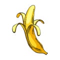 Watercolor eco frut. Line painted banana. Colored line sketch of banana on a white background. Hand drawn fresh food