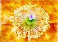 Watercolor effect splash effect single bright yellow poppy floral abstract effect image with orange details