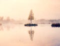 Watercolor effect. Young birch tree on island in middle of swamp lake. Purple morning