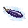 Watercolor eggplant with colored spot