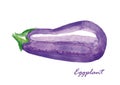 Watercolor eggplant. Hand painted