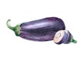 Watercolor Eggplant on white