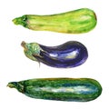 Watercolor eggplant, zucchini, squash