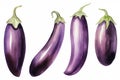 watercolor eggplants isolated on white background