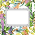 Watercolor elaeagnus green leaves. Leaf plant botanical garden floral foliage. Frame border ornament square.