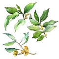 Watercolor elaeagnus green leaves. Leaf plant botanical garden floral foliage. Isolated illustration element.