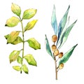 Watercolor elaeagnus green leaves. Leaf plant botanical garden floral foliage. Isolated illustration element.