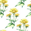 Watercolor elecampane herb. seamless pattern