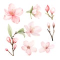 Ethereal Cherry Blossom: Soft Watercolor Artistry of Spring\'s Delicacy isolated on White Background. Generative Ai Royalty Free Stock Photo