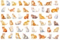 Watercolor of elements of Cats of various breeds in cute poses. Created using Generative AI