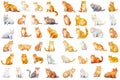 Watercolor of elements of Cats of various breeds in cute poses. Created using Generative AI