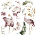 Watercolor elements of tropical birds and plants. Royalty Free Stock Photo