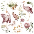 Watercolor elements of tropical birds and plants. Royalty Free Stock Photo