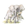 Watercolor elephant with flowers on grass. African animlas clipart.