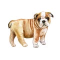 Watercolor English bulldog puppy painting