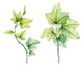 Watercolor English ivy branches. Fresh grape leaves. Transparent tree foliage isolated on white. Realistic detailed