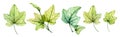 Watercolor English ivy. Fresh grape leaves. Transparent tree foliage isolated on white. Realistic detailed botanical