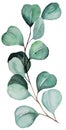 Watercolor eucaliptus leaves on branch illustration