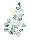 Watercolor eucaliptus leaves set illustration