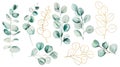 Watercolor eucaliptus leaves set illustration