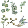 Watercolor eucaliptus leaves