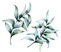 Watercolor eucalyptus branches. Hand painted eucalyptus branches with leaves isolated on white background. Winter plant Royalty Free Stock Photo