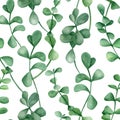 Watercolor eucalyptus branches seamless pattern. Hand drawn silver dollar plant with round leaves isolated on white Royalty Free Stock Photo