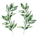 Watercolor eucalyptus branches set. Hand painted eucalyptus thick branch and leaves isolated on white background. Floral Royalty Free Stock Photo