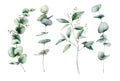 Watercolor eucalyptus branches set. Hand painted eucalyptus thick branch and leaves isolated on white background. Floral Royalty Free Stock Photo