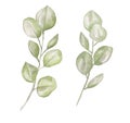 Watercolor eucalyptus clipart, greenery branches set, delicate spring florals illustration Royalty Free Stock Photo