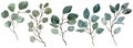 Watercolor Eucalyptus collection. Spring greenery. Wedding floral illustration.