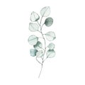 Watercolor eucalyptus dusty green leaf plant herb spring flora