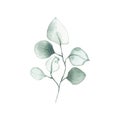 Watercolor eucalyptus dusty green leaf plant herb spring flora