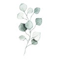 Watercolor eucalyptus dusty green leaf plant herb spring flora Royalty Free Stock Photo